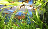 Gupiki mix 20 sztuk (Poecilia reticulata)