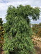 SILNIE PŁACZĄCA Sosna wejmutka 'Boyko’s Blue Falls' Pinus strobus