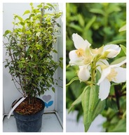 Jaśminowiec Dame Blanche Piękny Krzew. Sadzonka XL C3