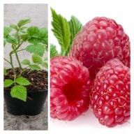 MALINA POWTARZAJĄCA JESIENNA CAŁOROCZNA MALINY DUŻE OWOCE SADZONKI MALIN