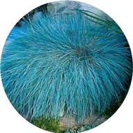 Kostrzewa sina - niebieska trawa