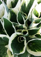 Funkia "MINUTE MAN" Hosta sadzonka