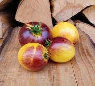 Pomidor REBEL STARFIGHTER KAYLEIGH ANNE kolekcjonerskie nasiona pomidorów