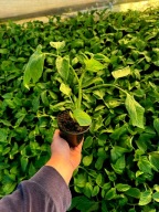 Pomidor Malinowa Lima KMICIC sadzonka rozsada p9