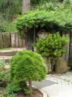 NAJLEPSZA KULECZKA Sosna bośniacka 'Smidtii'