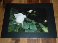 LUCYNA KUŚNIERCZYK - "W ogrodzie" (2/5) - Róże - FOTOGRAFIA ARTYSTYCZNA