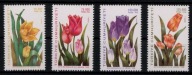 Turcja ** - tulipany
