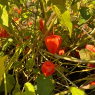 Miechunka Rozdęta (Physalis franchetii) Trzyletnie sadzonki w doniczce P13