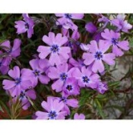 FLOKS SZYDLASTY SADZONKA W POJEMNIKU FIOLETOWA WIELOLETNIA NA SKALNIAKI