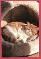 Kot kotek koty rasa harce kot w życiu człowieka pocztówka