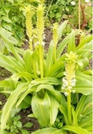 Eukomis autumnalis (eukomis)