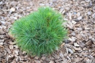 CÓRKA WIETHORST Sosna schwerina 'Filip’s Rock Star' Pinus × schwerinii