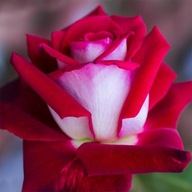 Róża na pniu dwukolorowa bordowo-biała – wielkokwiatowa, duże kwiaty