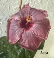 Hibiskus domowy duża roślina.