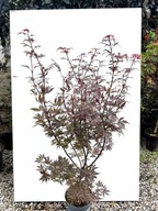 Klon palmowy SKEETER'S BROOM sadzonka SZCZEPIONY doniczka 3 l