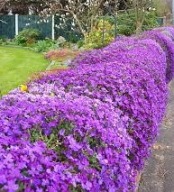 Żagwin Aubrieta Fioletowe Poduchy Sadzonka P9