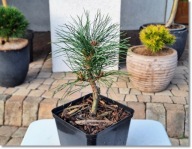 Pinus sibirica 'Plantatsona' - !!!!!!!