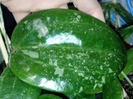Hoya Hoja MACROPHYLLA SNOW QUEEN cięta