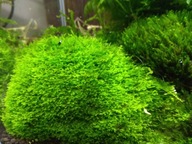 Mini Pelia Riccardia Chamedryfolia od fibell