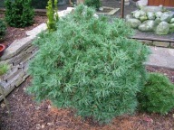 ZAKRĘCONA Sosna wejmutka 'Tiny Kurls’ ( Curls ) C5 PA