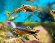 Rybki i rośliny zestaw do I akwarium dla dziecka A