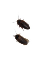 Karaczany Argentynskie 4-5 dorosłe DUBIE 10szt 50%/50% samce samice