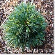 Pinus koraiensis 'Golden Eye' - !!!!!!