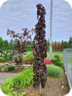 Buk pospolity Purple Fountain 50 cm