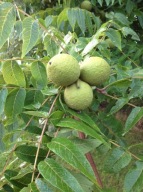 Orzech czarny sadzonki w doniczkach!!!