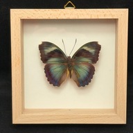 Motyl w gablotce Euphaedra Diffusa