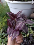 trzykrotka zebrina burgundy s