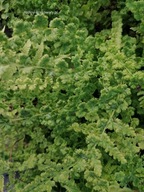 Wietlica samicza Frizelliae Athyrium filix-femina paprotka sadzonka 2L