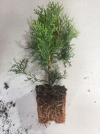 Tuja szmaragd w donicy P9 thuja smaragd 15-25 cm NAJTANIEJ