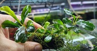 Bucephalandra sp. Brownie Phantom Green kolekcja od fibell