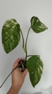 Monstera borsigiana variegata