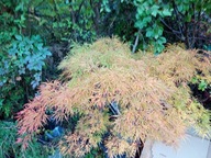 Klon dissectum japoński tary okaz żółty jesienią inny