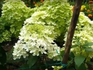 Hortensja bukietowa Magical Andes