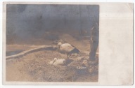 BOCIANY W GNIEŹDZIE FOTO ZEIDLER