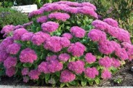 Rozchodnik okazały brillant sadzonka w pojemniku na obrzeża i rabaty