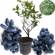 Jagoda Kamczacka 4 letnia Zojka Wojtek Para-2 szt. Ładne sadzonki !