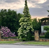 Hortensja pnąca 'Petiolaris' – pnącze na ściany i pergole