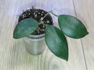 Hoya Hoja CAUDATA ukorzeniona