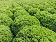Thuja Danica kula 40-80 cm tuja kulista (średnica 40-80 cm)