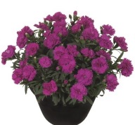 Goździk NISKI Sunflor Fygi Dianthus caryophyllus