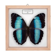 Motyl w gablotce Morpho achilles fagardii - samica