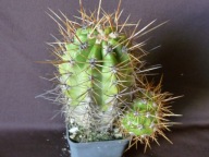 Kaktusy: Trichocereus pasacana