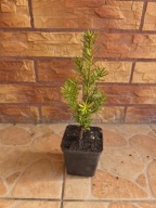 Cis Hicksii (Taxus x media 'Hicksii'