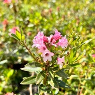 Różanecznik hirsutum x micranthum Rhododendron P13