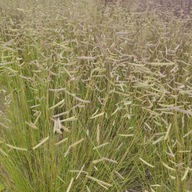 Butelua Smukła Blonde Ambition P9