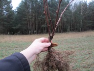 Pęcherznica Diabolo